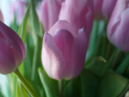 A bunch of pink tulips with green stems. The flowers are in a vase. The vase is on a tableの写真素材