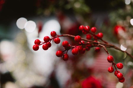 A red branch with berries on it. The branch is on a treeの写真素材