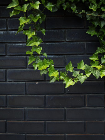Ivy brick wall texture background. . High quality photo