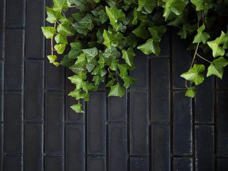 Natures Embrace: Ivy-Covered Brick Wall in Urban Setting. High quality photoの写真素材