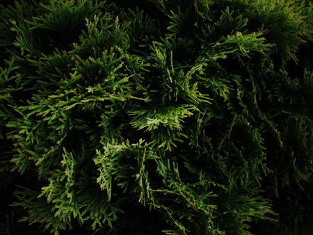 Closeup green leaves of tropical plant in garden. Dense dark shiny green leaf texture background. Green leaves for spa background. Green wallpaper. Beauty in nature. High quality photoの写真素材