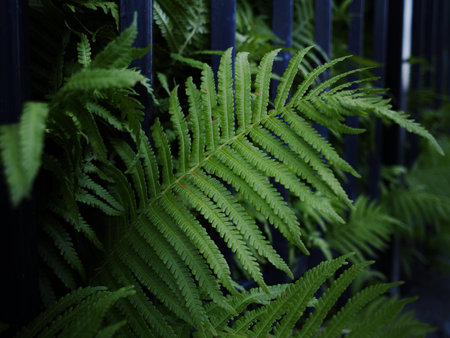 ferns or Polypodiophyta that grow in gardens. High quality photoの写真素材