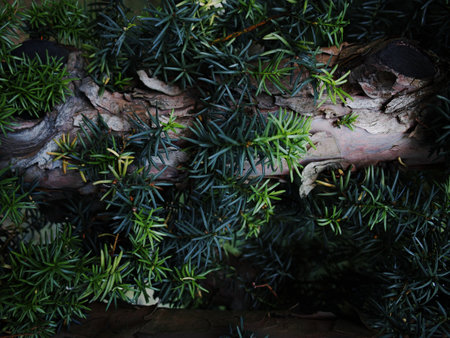 Closeup green leaves of tropical plant in garden. Dense dark shiny green leaf texture background. Green leaves for spa background. Green wallpaper. Beauty in nature. High quality photoの写真素材