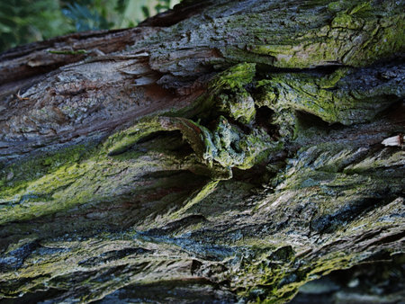 Mossy Texture of oak bark from the Quercus or oak tree as a background. Wooden tree texture. High quality photoの写真素材