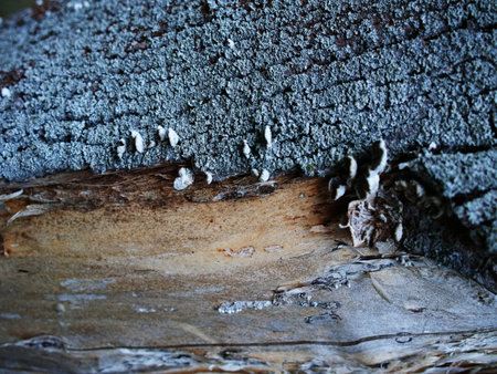 Natural background, lichens on a tree bark. High quality photo