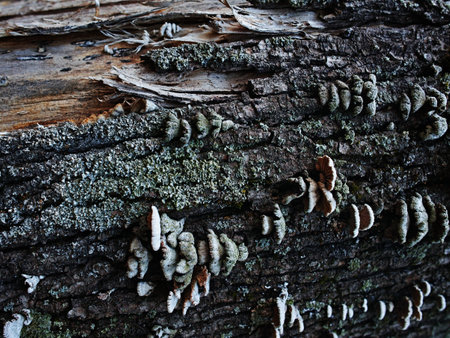 Natural background, lichens on a tree bark. High quality photoの写真素材
