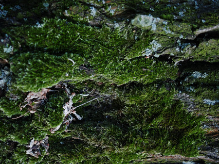Mossy Texture of oak bark from the Quercus or oak tree as a background. Wooden tree texture. High quality photoの写真素材