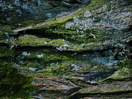 Mossy Texture of oak bark from the Quercus or oak tree as a background. Wooden tree texture. High quality photoの写真素材