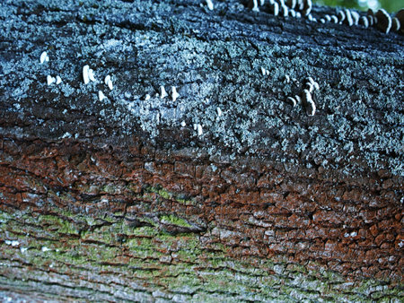 Natural background, lichens on a tree bark. High quality photoの写真素材