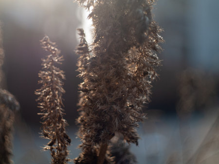 A bunch of dried up plants with brown leaves. The leaves are curled up and the stems are brownの写真素材