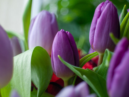 A bunch of purple flowers with green leaves are arranged together. The flowers are of various sizes and are all purple in colorの写真素材