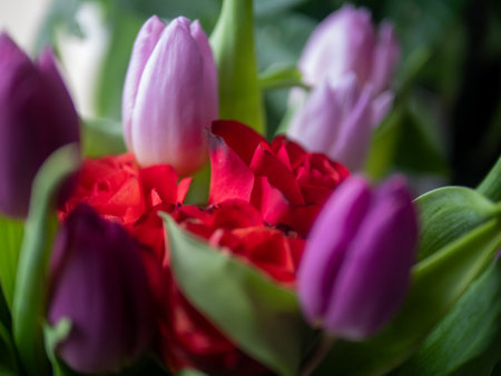 A beautiful bouquet of red and purple flowers, with the red flowers being roses and the purple flowers being tulips. The bouquet is arranged in a way that the tulips are in the centerの写真素材