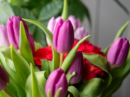 A bouquet of purple tulips with red flowers in the middle. The tulips are arranged in a way that the red flowers are visible and stand out. The bouquet is a beautifulの写真素材