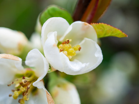 Close up of a white flower with yellow stamens. The flower is in full bloom and has a fresh, clean appearanceの写真素材