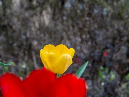 Yellow tulip with a red background. The flower is the main focus of the image. The red background creates a contrast with the yellow flower, making it stand out. Concept of beauty and vibrancyの写真素材