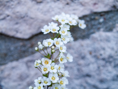 White flower with a yellow center is growing on a rock. The flower is surrounded by a few other flowers, and the entire scene has a serene and peaceful atmosphereの写真素材