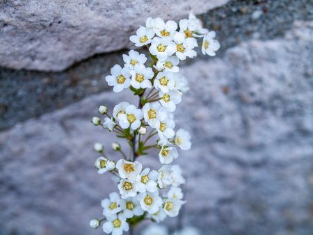 White flower with a yellow center is growing on a rock. The flower is surrounded by a few other flowers, and the entire scene has a serene and peaceful atmosphereの写真素材