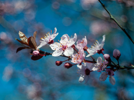 Branch of a tree with pink flowers. The flowers are small and are in the middle of the branchの写真素材