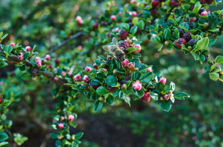 Macro photo of a bee collecting nectar on pink small flower buds of a shrub with dark green leaves....