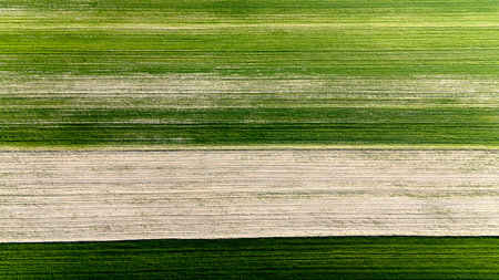 Green and white striped field with a few patches of grass. The grass is not very thick, but it is...