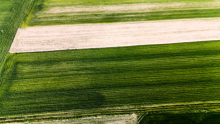 Green and white striped field with a few patches of grass. The grass is not very thick, but it is...