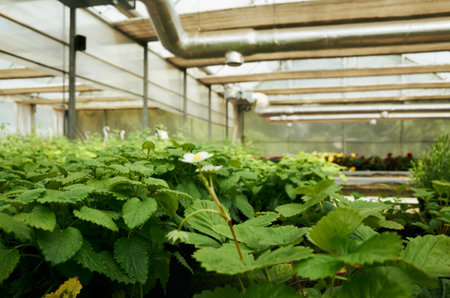 Greenhouse filled with plants, including strawberries and herbs. The plants are green and healthy, and the greenhouse is well-litの写真素材