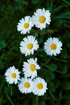 Bunch of white daisies are in a field of green grass. Vertical composition ideal for phone wallpaper or minimal nature backgrounds.の写真素材