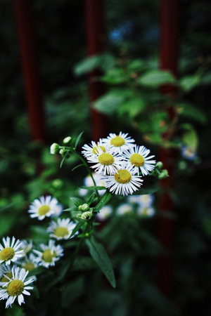 Bunch of white flowers with yellow centers. The flowers are in a green bush. The flowers are in full...