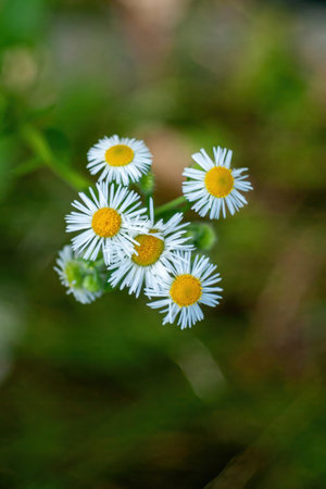 Bunch of white daisies with yellow centers. The flowers are in a field. The field is green. Minimalist wallpaper phone. Aesthetic wallpaper. Vertical phone.の写真素材