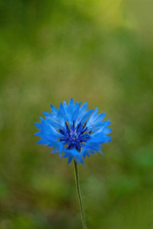 Blue flower with a green background. The flower is in the center of the image. Minimalist wallpaper phone. Aesthetic wallpaper. Vertical phone.の写真素材