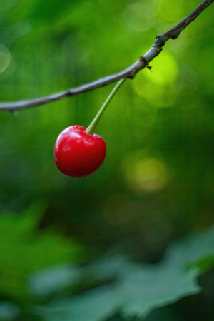 Cherry is hanging from a tree branch. The cherry is red and is the center of attention. Phone wallpaper Minimalist wallpaper phone. Aesthetic wallpaper. Vertical phone. Nature wallpaperの写真素材