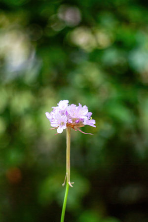 Flower is in the foreground of a green background. The flower is pink and has a stem. Aesthetic wallpaper. Vertical phone. Natureの写真素材