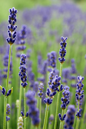 Field of lavender flowers with purple blooms. The flowers are tall and spread out, creating a peaceful and serene atmosphere. Phone wallpaper Vertical background.の写真素材