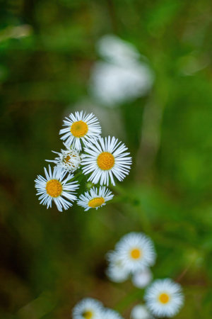 Close up of a bunch of white daisies with yellow centers. The flowers are in a field of green grass. Phone wallpaper Vertical background.の写真素材