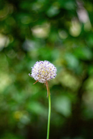 White flower with a brown stem is standing in a green field. The flower is the main focus of the image, and it is a dandelion. Phone wallpaper Vertical background.の写真素材