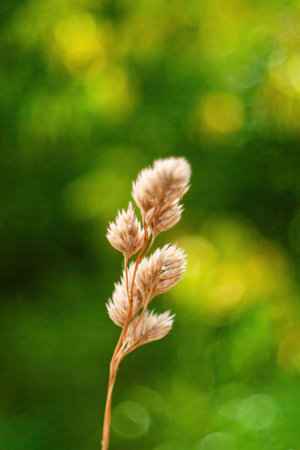 Single stem of a plant with a few leaves on it. The stem is brown and the leaves are yellow. Phone wallpaper Vertical background.の写真素材