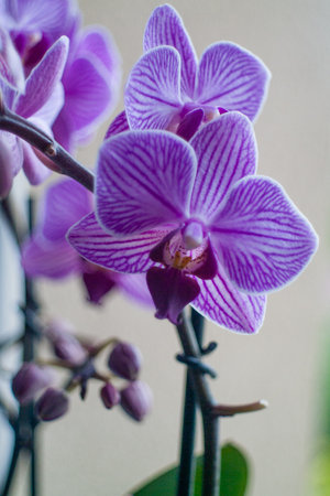 Purple and white orchid with a black stem. The flower is in the middle of the stem. Vertical background, wallpapers, phoneの写真素材