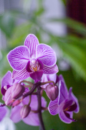 Purple and white orchid flower with a green stem. The flower is in the foreground and the stem is in the background. Vertical background, wallpapers, phoneの写真素材