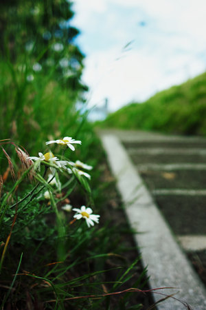 Close up of a path with a few white flowers growing on the side. The flowers are small and...