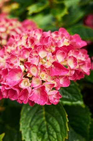 Pink and white flower with a green stem. The flower is in full bloom and has a fresh, vibrant...