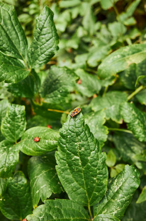 Bug is sitting on a leaf in a green plant. The leaf is covered in dirt and has some spots on it.
