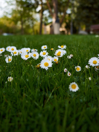 A field of white daisies with yellow centers. The field is lush and green, and the flowers are...
