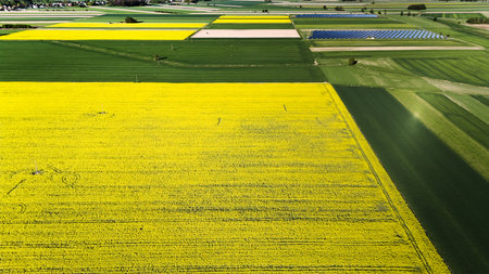 Large field of yellow flowers is shown in the image. The field is vast and stretches across the entire frame, with no visible signs of human activity.の写真素材