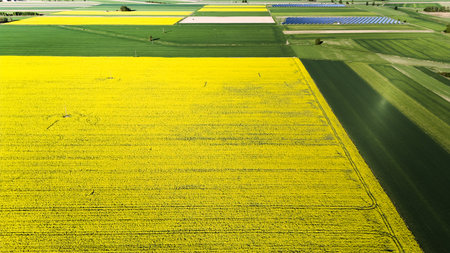 Large field of yellow flowers is shown in the image. The field is vast and stretches across the entire frame, with no visible signs of human activity.の写真素材