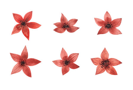 drawing watercolor set of red flowersの写真素材