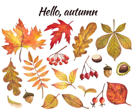 watercolor set with autumn leaves and fruits, isolated image. Autumn design, cards and invitations.の写真素材