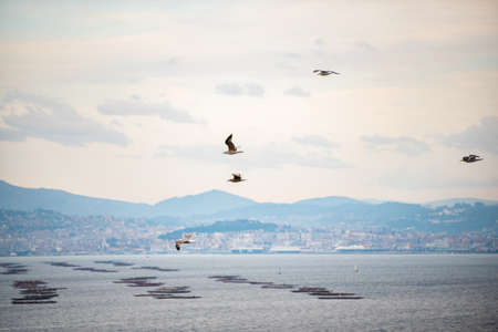 landscape of the bay with a marine farm in it and the city in the backgroundの写真素材