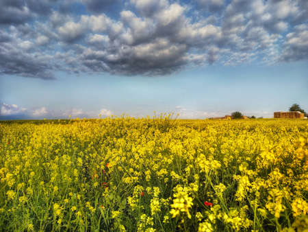 Beautiful landscape with blooming rapeseed field in springtime.