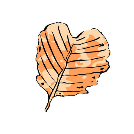 Autumn sketch orange leaf. Hand-drawn color textured herb, twig on white background. Doodle plant image. Nature, gardening, forest, fall sign. Carved inked leaf. Vector botanical season illustrationのイラスト素材
