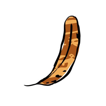 Autumn sketch color leaf. Hand-drawn line textured herb on white background. Doodle graphic plant image. Nature, gardening, forest, fall sign. long inked leaf. Vector botanical season illustrationのイラスト素材